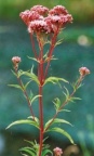 Eupatorium cannabinum, Eupatoire chanvrine