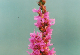 Lythrum salicaria, Salicaire commune