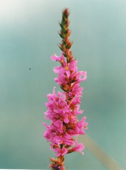 20000800_courgenay_la-creule_lythrum_salicaria_1.jpg