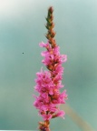 Lythrum salicaria, Salicaire commune