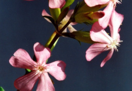 Saponaria officinalis