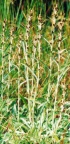Gnaphalium sylvaticum, Gnaphale des forêts