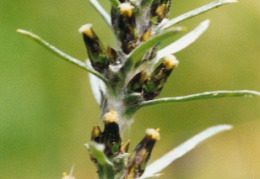 Gnaphalium sylvaticum, Gnaphale des forêts