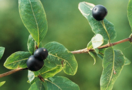 Lonicera nigra, Chèvrefeuille noir