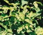 Lonicera nigra, Chèvrefeuille noir
