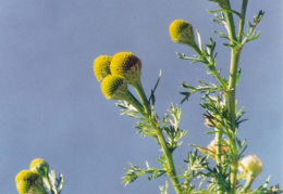 Matricaria discoidea, Matricaire odorante