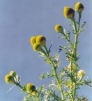 Matricaria discoidea, Matricaire odorante