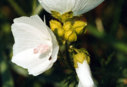 Malva moschata