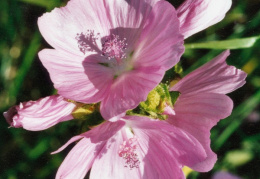 Malva moschata