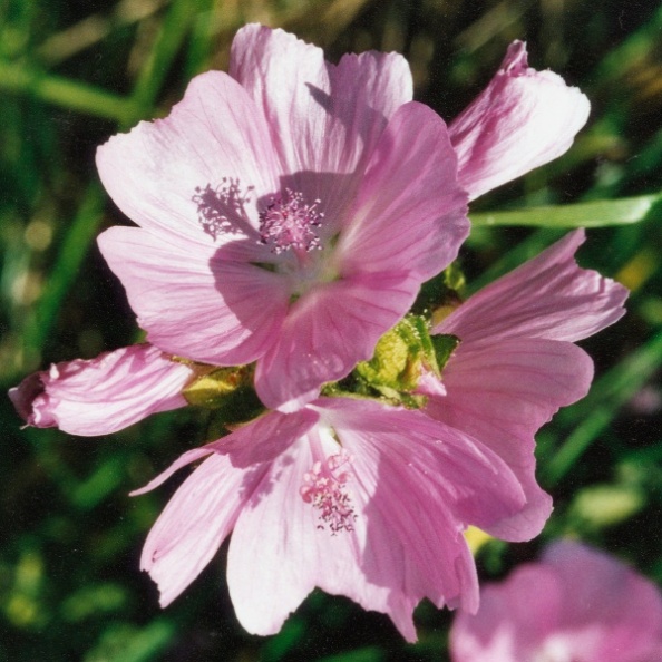 20000800_les-genevez_malva_moschata_02.jpg