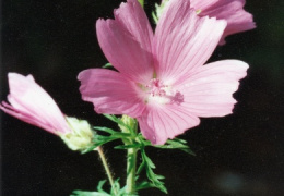 Malva moschata