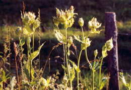 Cirsium oleraceum, Cirse maraîcher