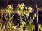 Cirsium oleraceum, Cirse maraîcher