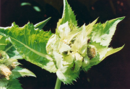 Cirsium oleraceum, Cirse maraîcher