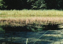 Polygonum amphibium