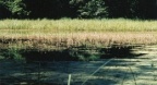 Polygonum amphibium