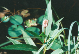 Polygonum amphibium