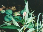 Polygonum amphibium