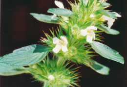 Galeopsis tetrahit, Galéopsis tétrahit