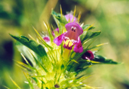 Galeopsis tetrahit, Galéopsis tétrahit