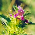 20000807_les-bois_galeopsis_tetrahit_02.jpg