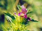 Galeopsis tetrahit, Galéopsis tétrahit