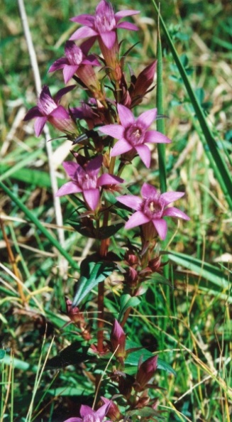 20000900_glovelier_bonabez_gentiana_germanica_01.jpg