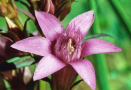 Gentiana germanica, Gentiane d'Allemagne