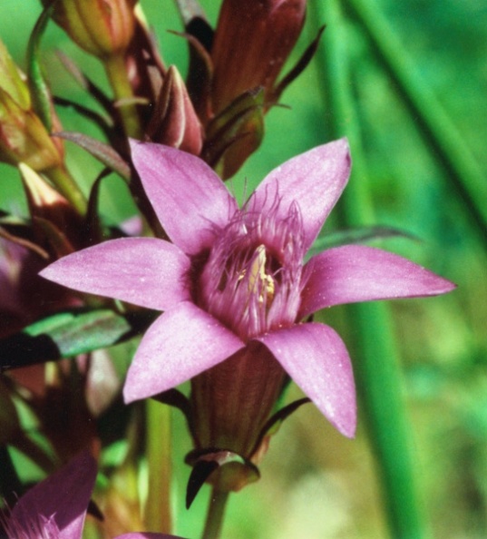 20000900_glovelier_bonabez_gentiana_germanica_02.jpg