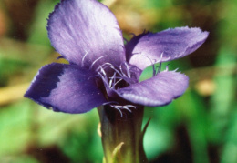 Gentiana ciliata, Gentiane ciliée