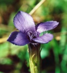 Gentiana ciliata, Gentiane ciliée