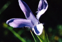 Gentiana ciliata, Gentiane ciliée