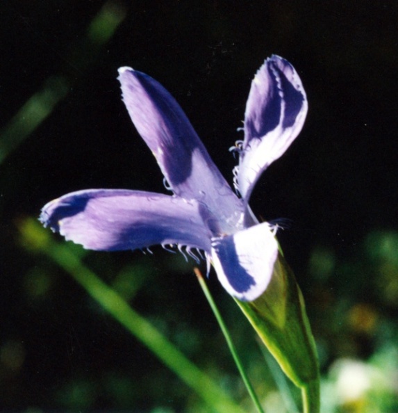 20000900_lajoux_la-combe_gentiana_ciliata_02.jpg