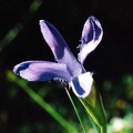 20000900_lajoux_la-combe_gentiana_ciliata_02.jpg