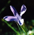 Gentiana ciliata, Gentiane ciliée