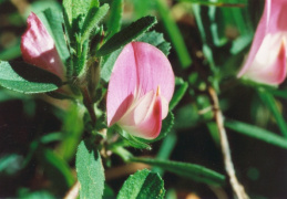 Ononis repens, Bugrane rampante