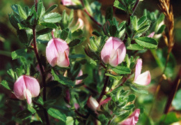 Ononis repens, Bugrane rampante