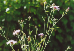 Centaurea jacea subsp. angustifolia, Centaurée à feuilles étroites