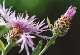 Centaurea jacea subsp. angustifolia, Centaurée à feuilles étroites