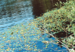 Nymphoides peltata, Petit nénuphar