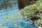 Nymphoides peltata, Petit nénuphar