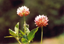 Trifolium medium, Trèfle intermédiaire