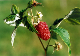 Rubus idaeus, Framboisier
