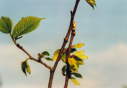 Ulmus glabra