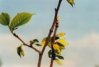 Ulmus glabra