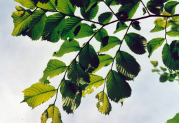 Ulmus glabra