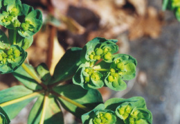 Euphorbia helioscopia, Euphorbe réveille-matin