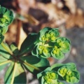 20010300_goumois_euphorbia_helioscopia_1.jpg