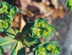 Euphorbia helioscopia, Euphorbe réveille-matin