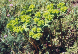 Euphorbia helioscopia, Euphorbe réveille-matin